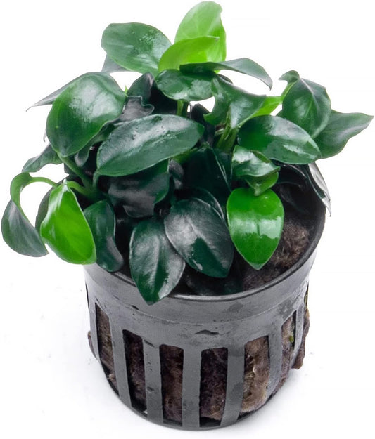 Anubias Live Aquarium Plants - Potted Freshwater Plant for Fish Tanks, Terrariums - Beginner Friendly Low Light (Nana Petite, 3 Pots)