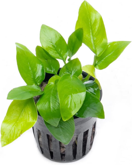 Anubias Live Aquarium Plants - Potted Freshwater Plant for Fish Tanks, Terrariums - Beginner Friendly Low Light (Nana Golden, 3 Pots)