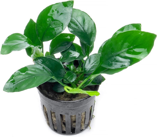Anubias Live Aquarium Plants - Potted Freshwater Plant for Fish Tanks, Terrariums - Beginner Friendly Low Light (Barteri, 3 Pots)