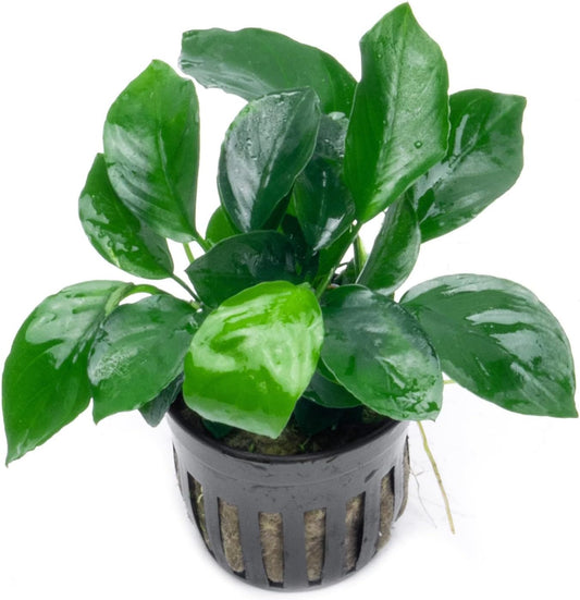 Anubias Live Aquarium Plants - Potted Freshwater Plant for Fish Tanks, Terrariums - Beginner Friendly Low Light (Barteri Broad Leaf, 3 Pots)