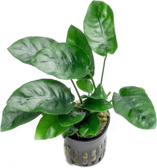 Anubias Live Aquarium Plants - Potted Freshwater Plant for Fish Tanks, Terrariums - Beginner Friendly Low Light (Nana, 3 Pots)