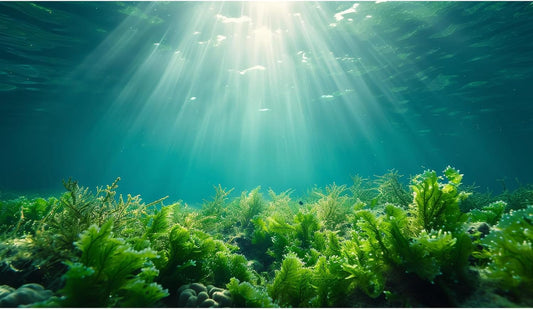 Deep Ocean Fish Tank Background Under The Sea Aquatic Plants Aquarium Background Underwater Corals Sunray Terrarium Backgrounds Tropical Fish Ocean World Aquarium Backgrounds Decorations 30x18in