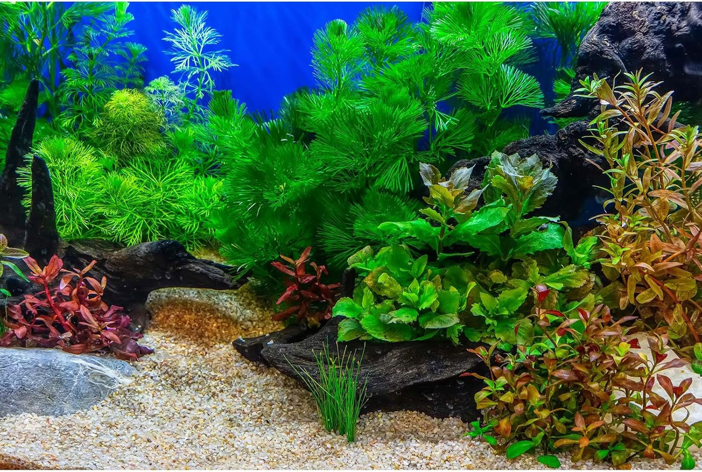 Aquarium Background Underwater Grass Leaves with Pebble Aquarium Backdrop Vivid and Fresh Green Aquatic Plant Stone River Bed and Lake Fish Deadwood Tank Background Decor Vinyl 48x18in