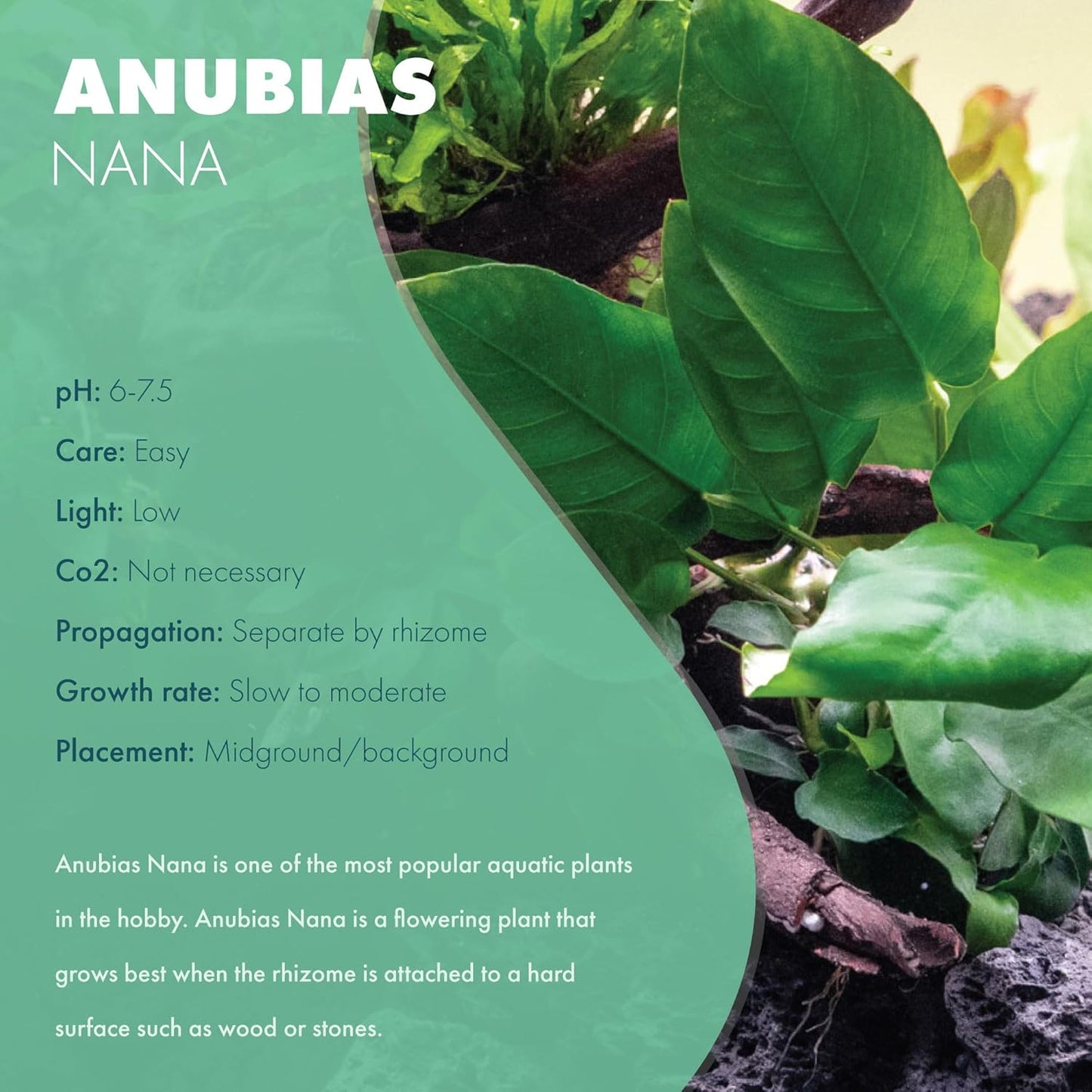 Anubias Live Aquarium Plants - Potted Freshwater Plant for Fish Tanks, Terrariums - Beginner Friendly Low Light (Nana, Mother Plant)